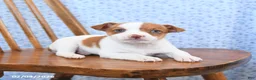 Jack Russell Terrier dogs for sale: Fudge - Ad 2