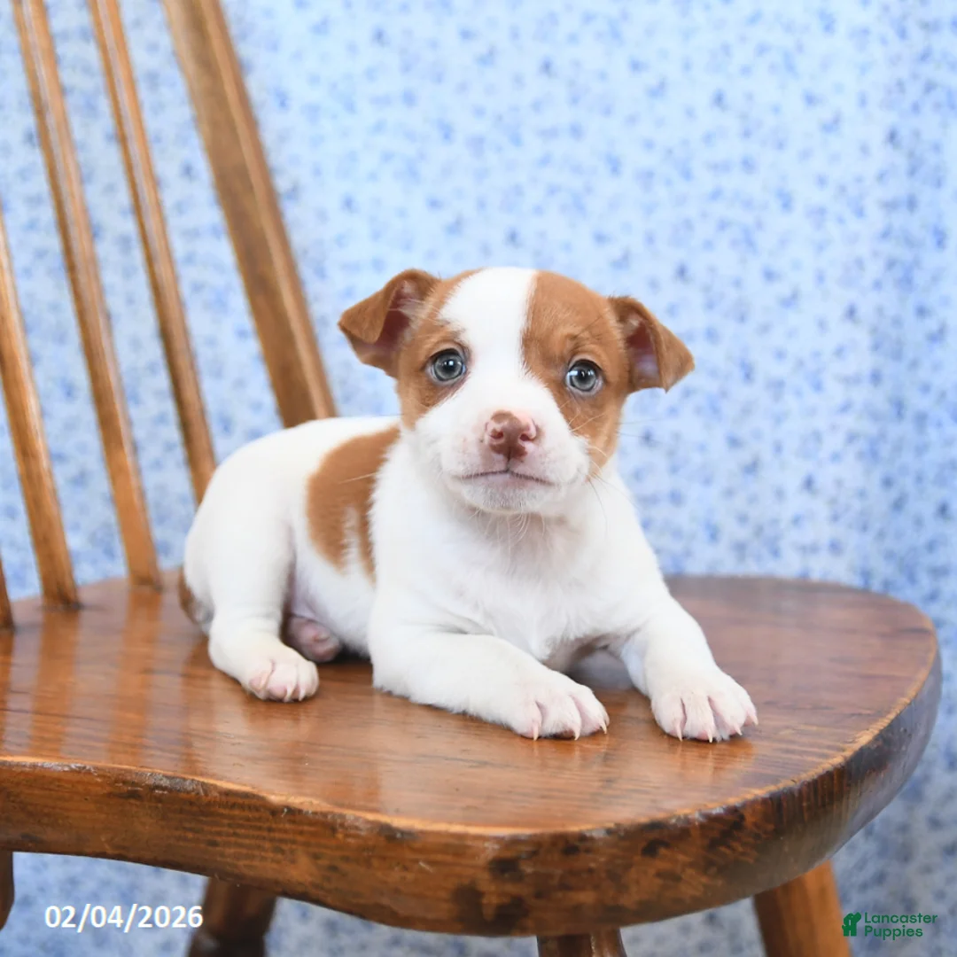 Jack Russell Terrier dogs for sale: Fudge - Ad 2