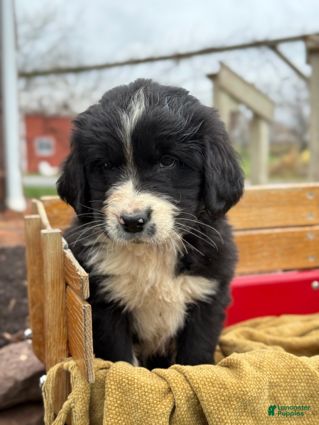 Mixed Breed dogs for sale: Walter - Ad 7