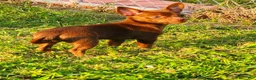 Chihuahua dogs for sale: Thor - Ad 5