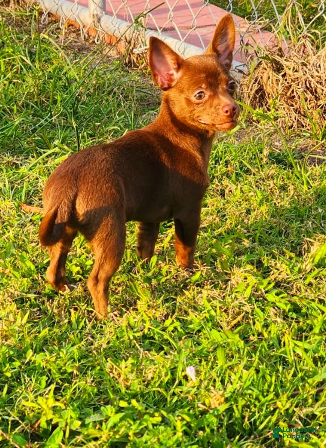 Chihuahua dogs for sale: Thor - Ad 5