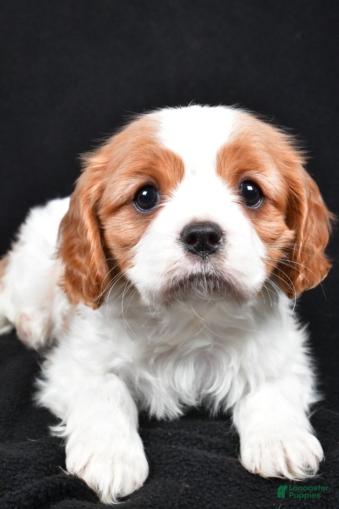 Cavalier King Charles Spaniel dogs for sale: Princess - Ad 6