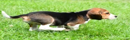 Beagle dogs for sale: Cassandra - Ad 4