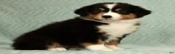 Australian Shepherd dogs for sale: Sophie - Ad 7