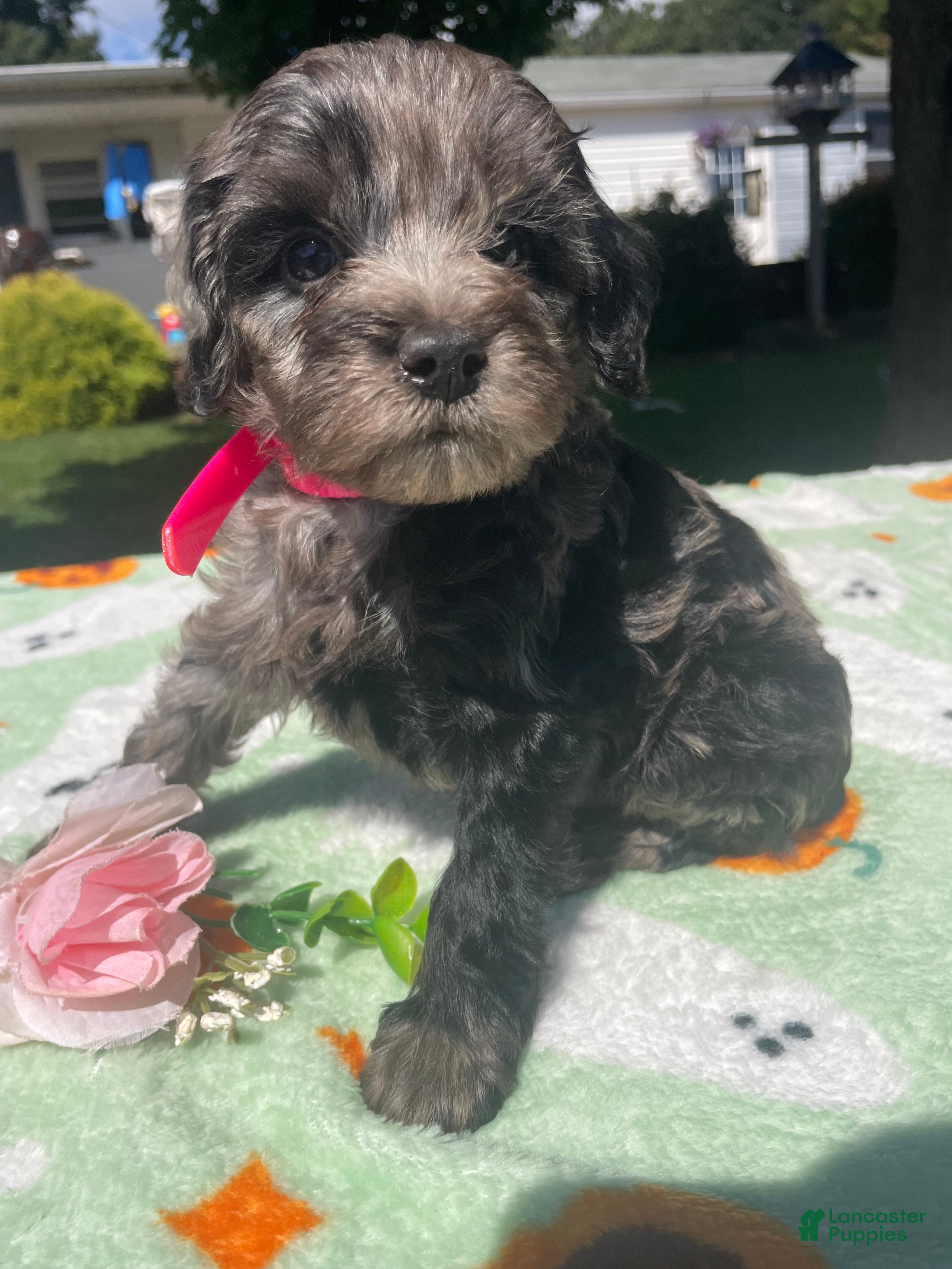 Cavapoo dogs Lulu - Ad 1