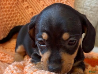 Dachshund dogs - Ad 35