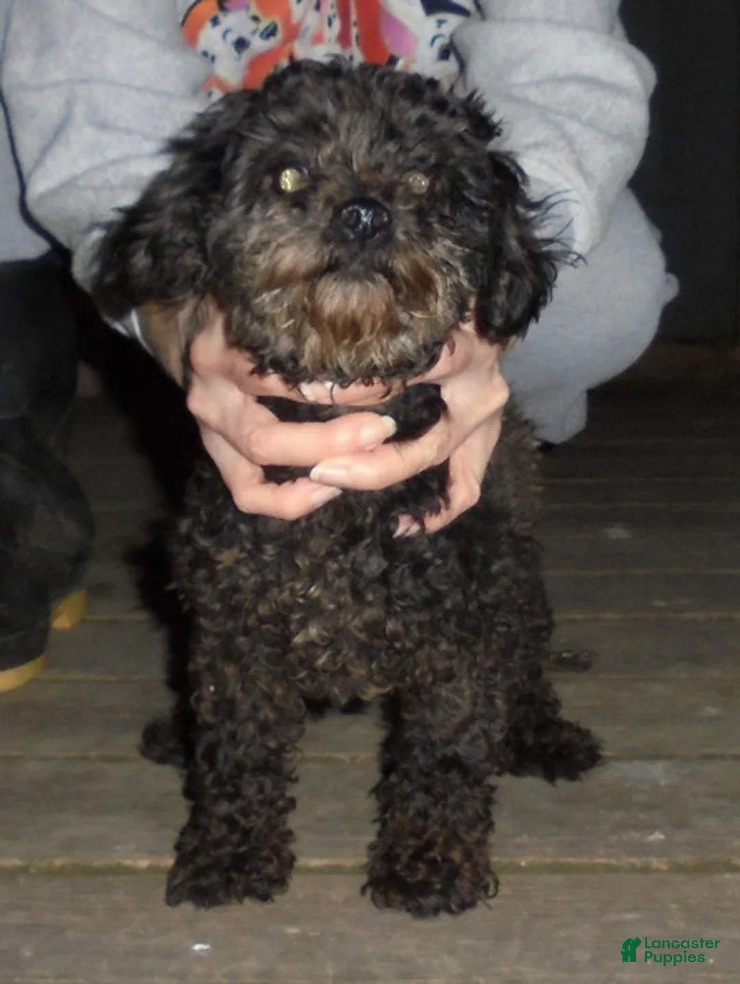 Toy Poodle dogs for sale: Liberty Scout - Ad 1