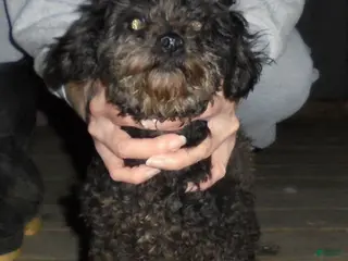 Toy Poodle dogs Liberty Scout - Ad 28