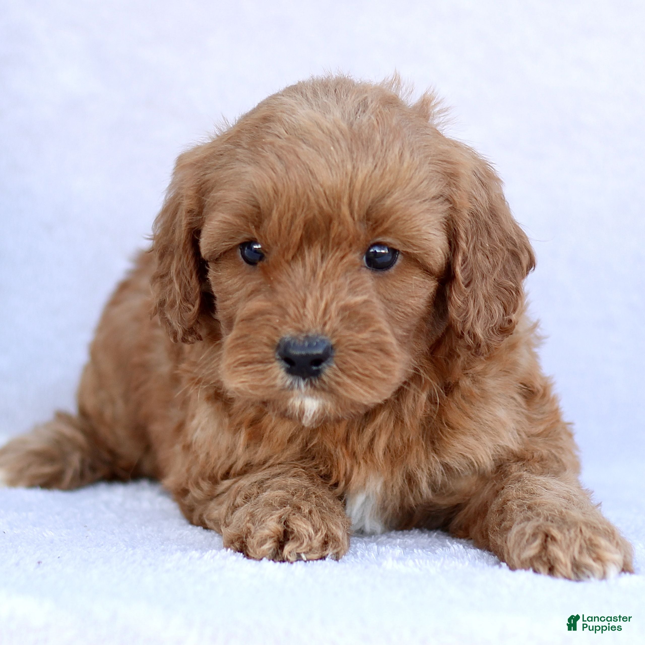 Mini Goldendoodle dogs Lola  - Ad 36