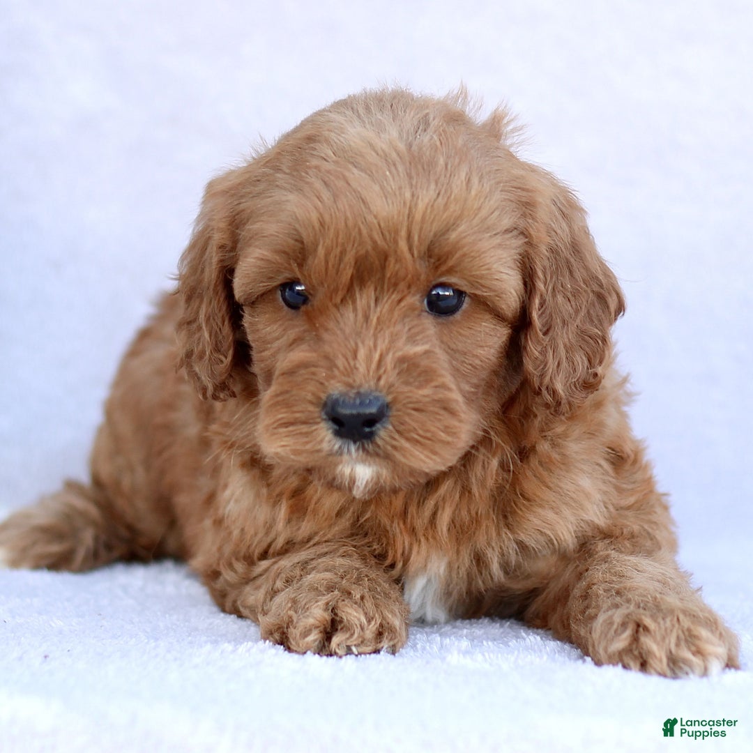 Mini Goldendoodle dogs for sale: Lola  - Ad 1