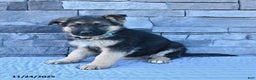 German Shepherd dogs for sale: Harper - Ad 1