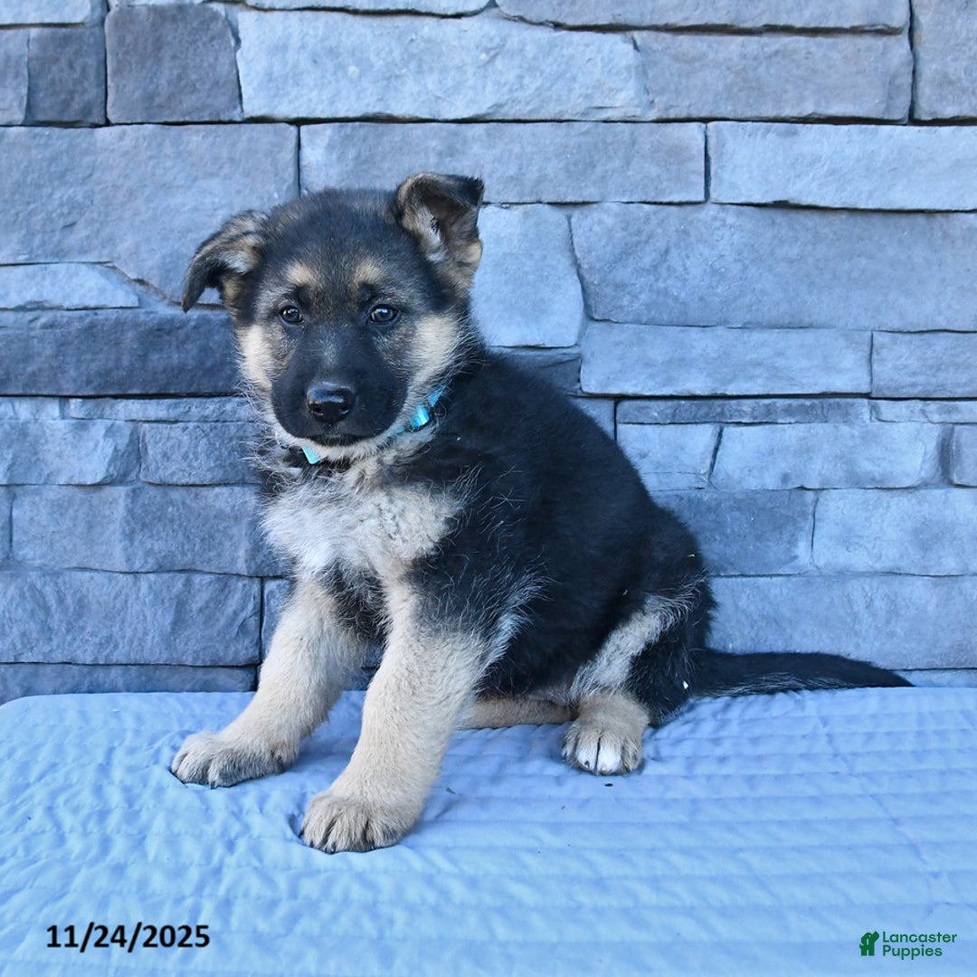 German Shepherd dogs for sale: Harper - Ad 1