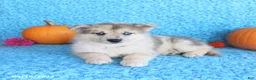 Pomsky dogs for sale: Timber - Ad 3