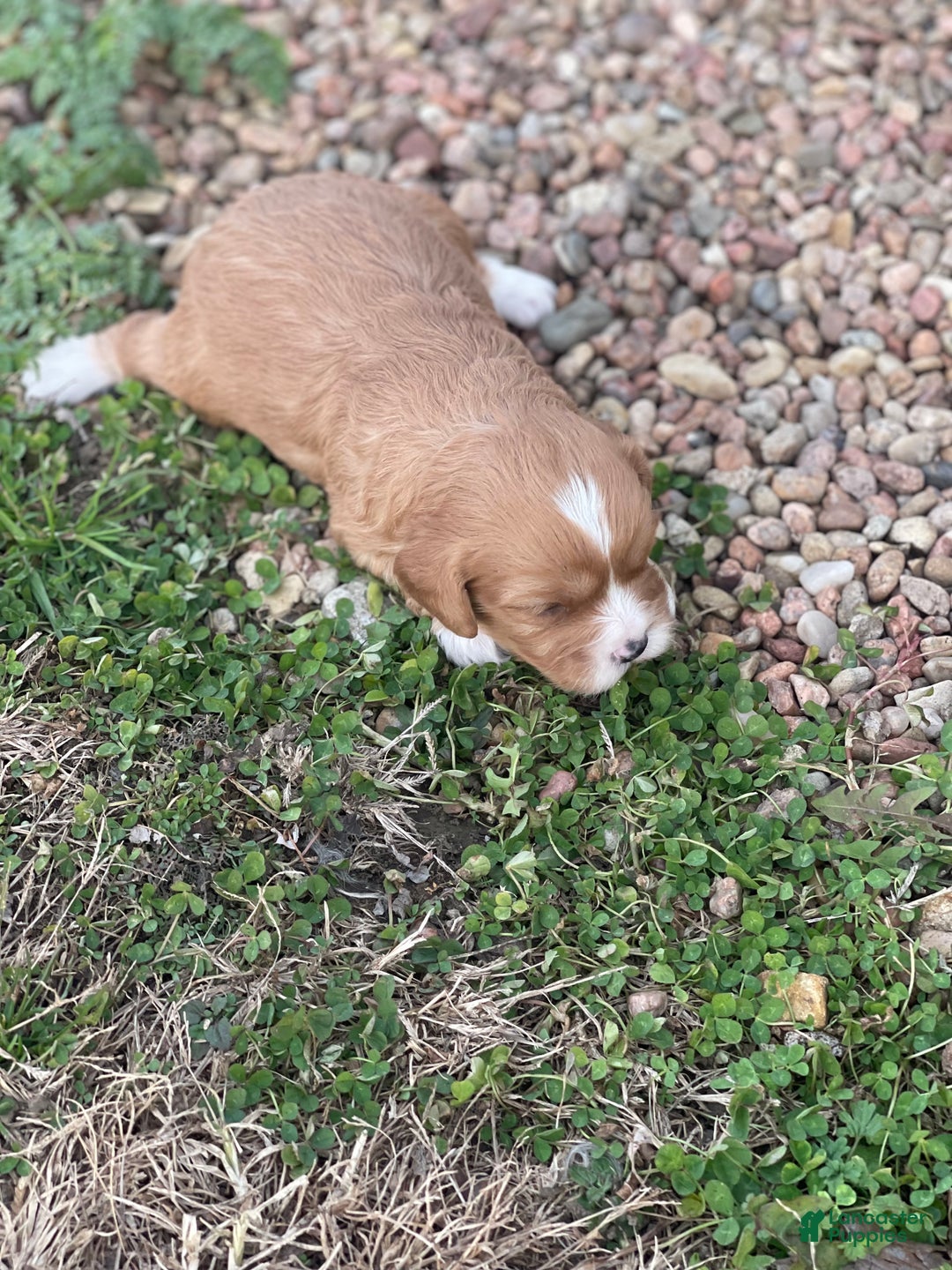 Cavapoo dogs for sale: Cavapoo Puppy 2 - Ad 8