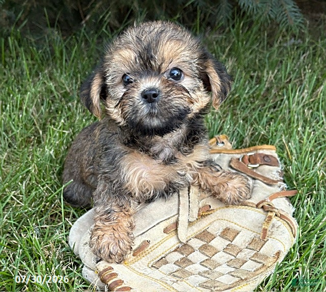 Shorkie dogs Luca - Ad 2