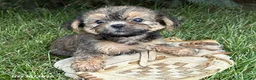 Shorkie dogs for sale: Luca - Ad 2