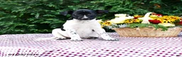 Mixed Breed dogs for sale: Casper - Ad 2