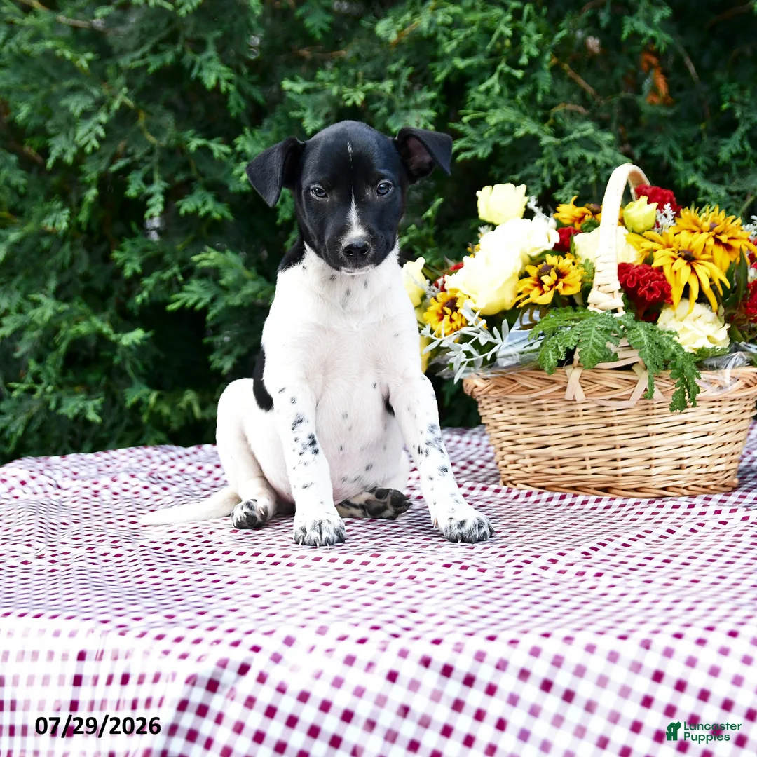 Mixed Breed dogs for sale: Casper - Ad 2