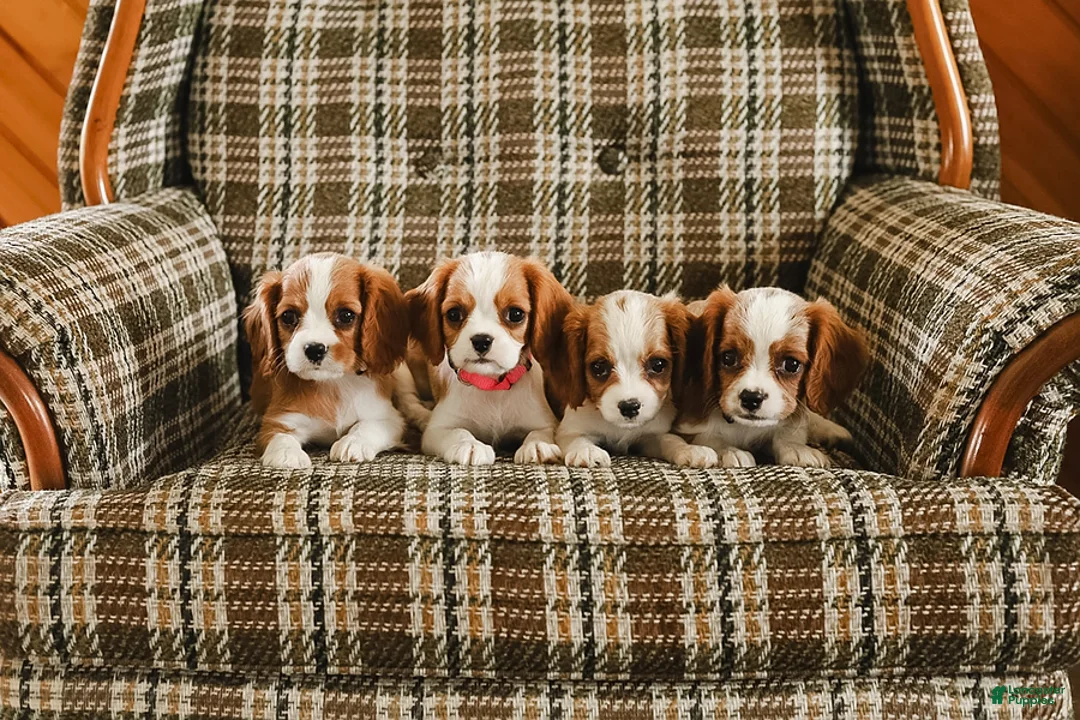Cavalier King Charles Spaniel dogs for sale: Kevin - Ad 7