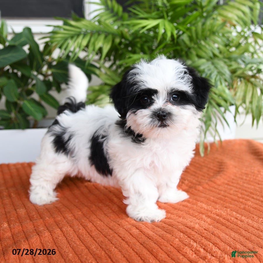 Malshi dogs Hadassah - Ad 1