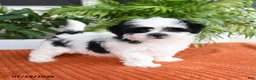 Malshi dogs for sale: Hadassah - Ad 1