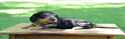 Miniature Dachshund dogs for sale: Mini Dachshund: Sam - Ad 9