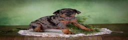 Mixed Breed dogs for sale: Marley - Ad 2