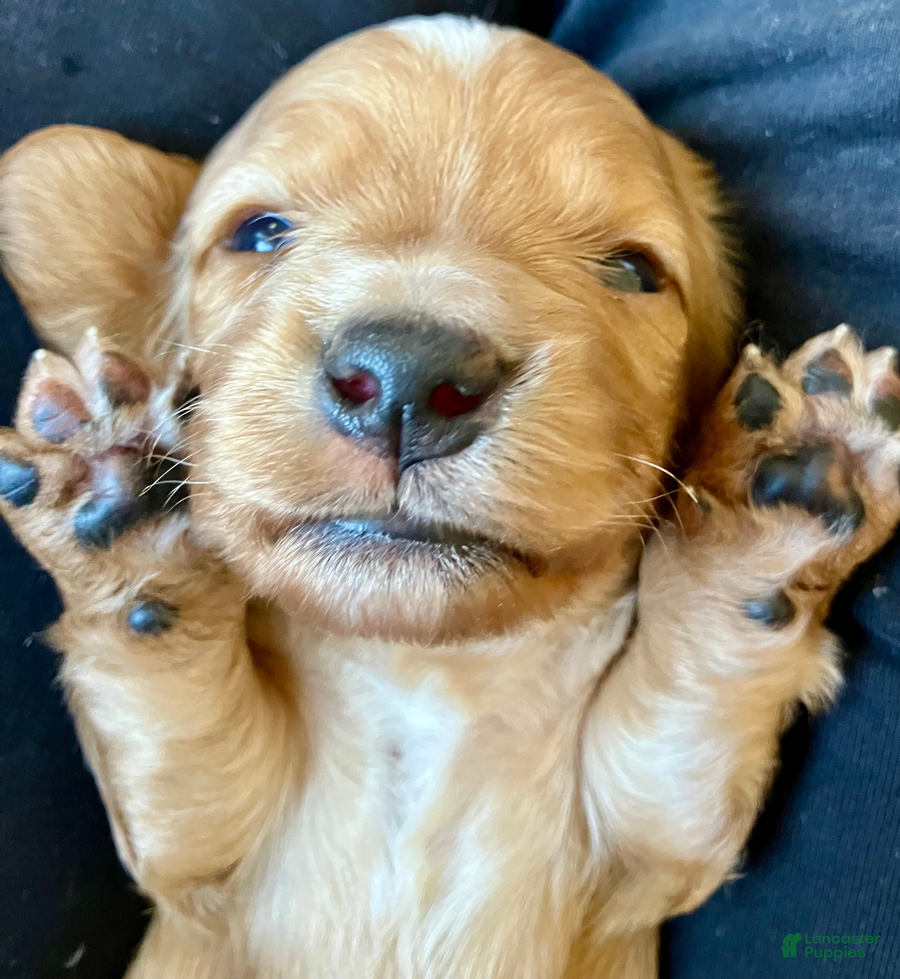 Miniature Dachshund dogs for sale: PAWS UP, IT’S GOOD!  - Ad 1
