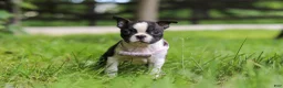 Boston Terrier dogs for sale: Delilah - Ad 4