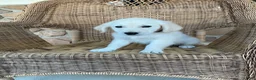 Golden Retriever dogs for sale: Max - Ad 4