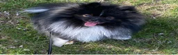 Pomeranian dogs for sale: Lovey - Ad 8
