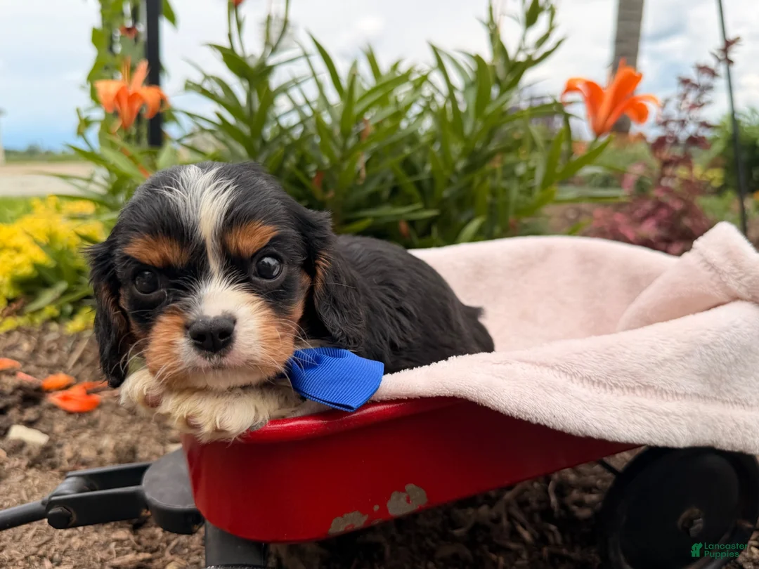 Cavalier King Charles Spaniel dogs for sale: Bo - Ad 4