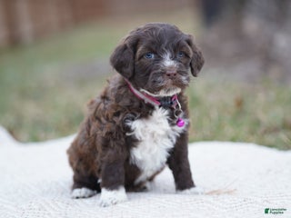 Portuguese Water Dog dogs Sofi - Ad 30