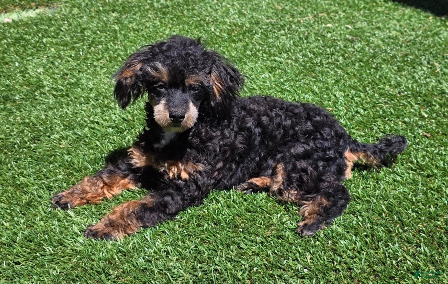 Mixed Breed dogs Davis - Ad 1