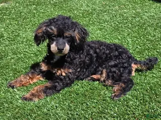 Mixed Breed dogs for sale: Davis - Ad 4