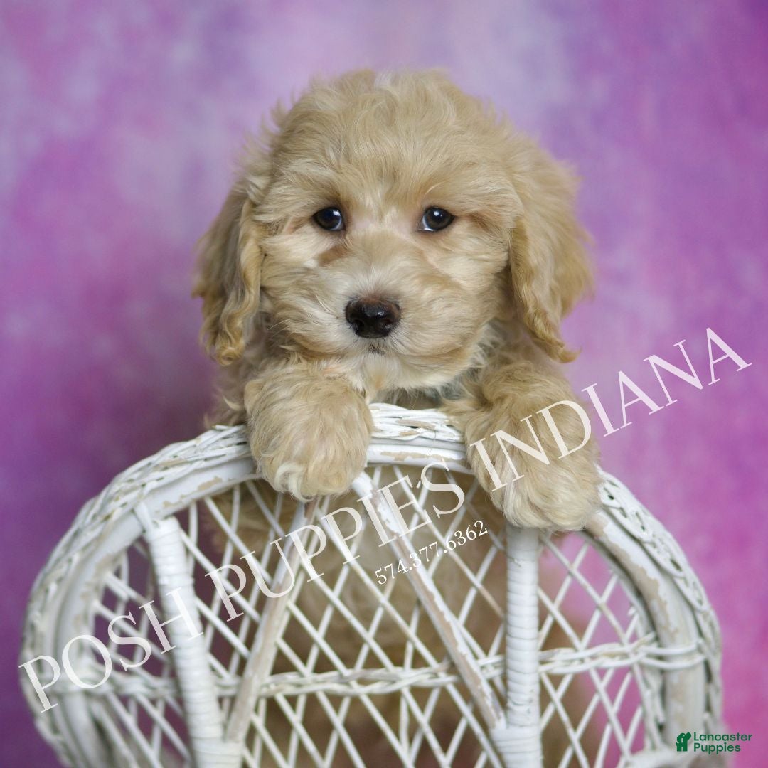 Maltipoo dogs for sale: Biscuit - Ad 7