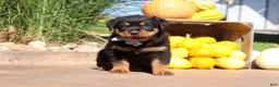 Rottweiler dogs for sale: Ranger - Ad 7
