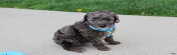 Miniature Poodle dogs for sale: Archie  - Ad 2