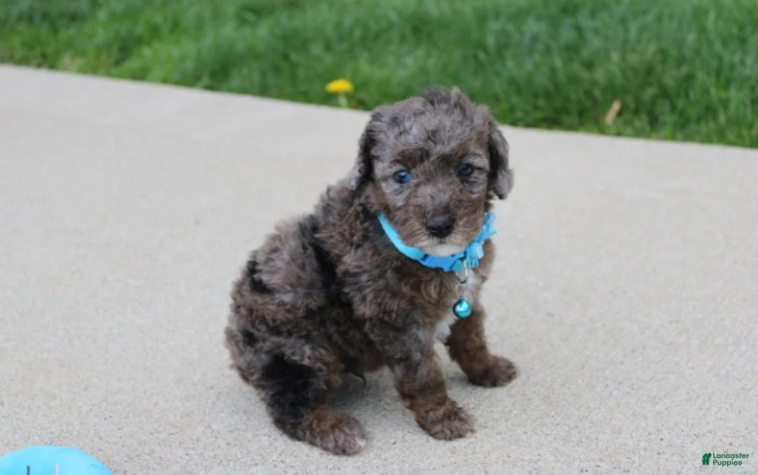 Miniature Poodle dogs for sale: Archie  - Ad 2