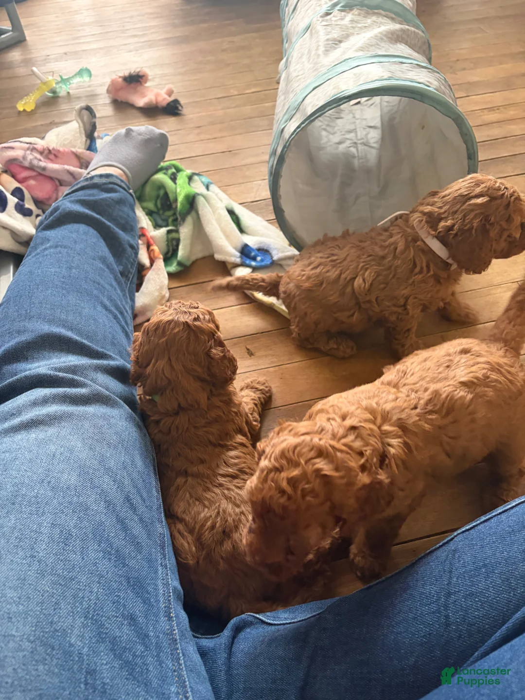 Mini Goldendoodle dogs for sale: Mini Goldendoodle Puppy 6 - Ad 1