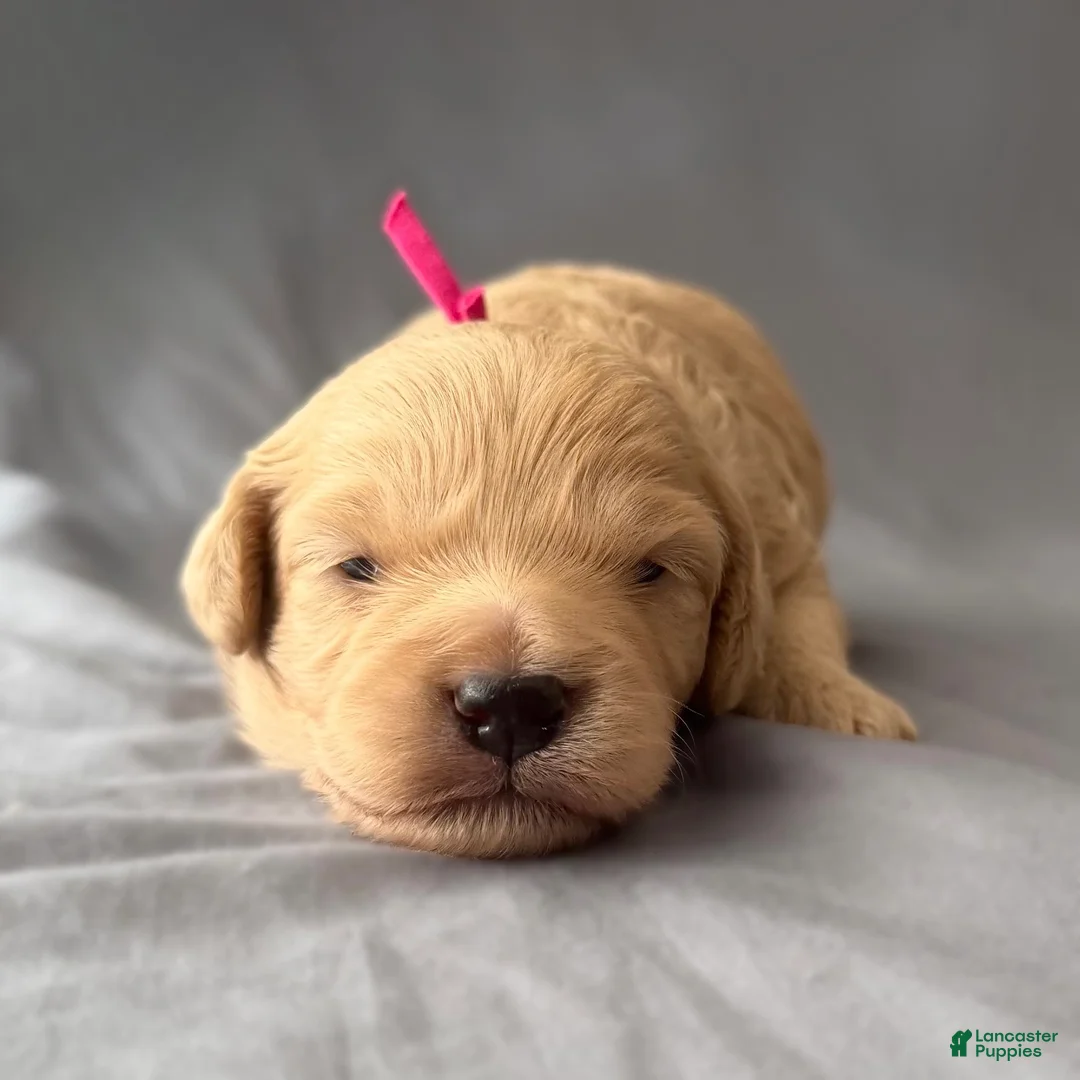 Mini Goldendoodle dogs for sale: Cutie - Ad 2