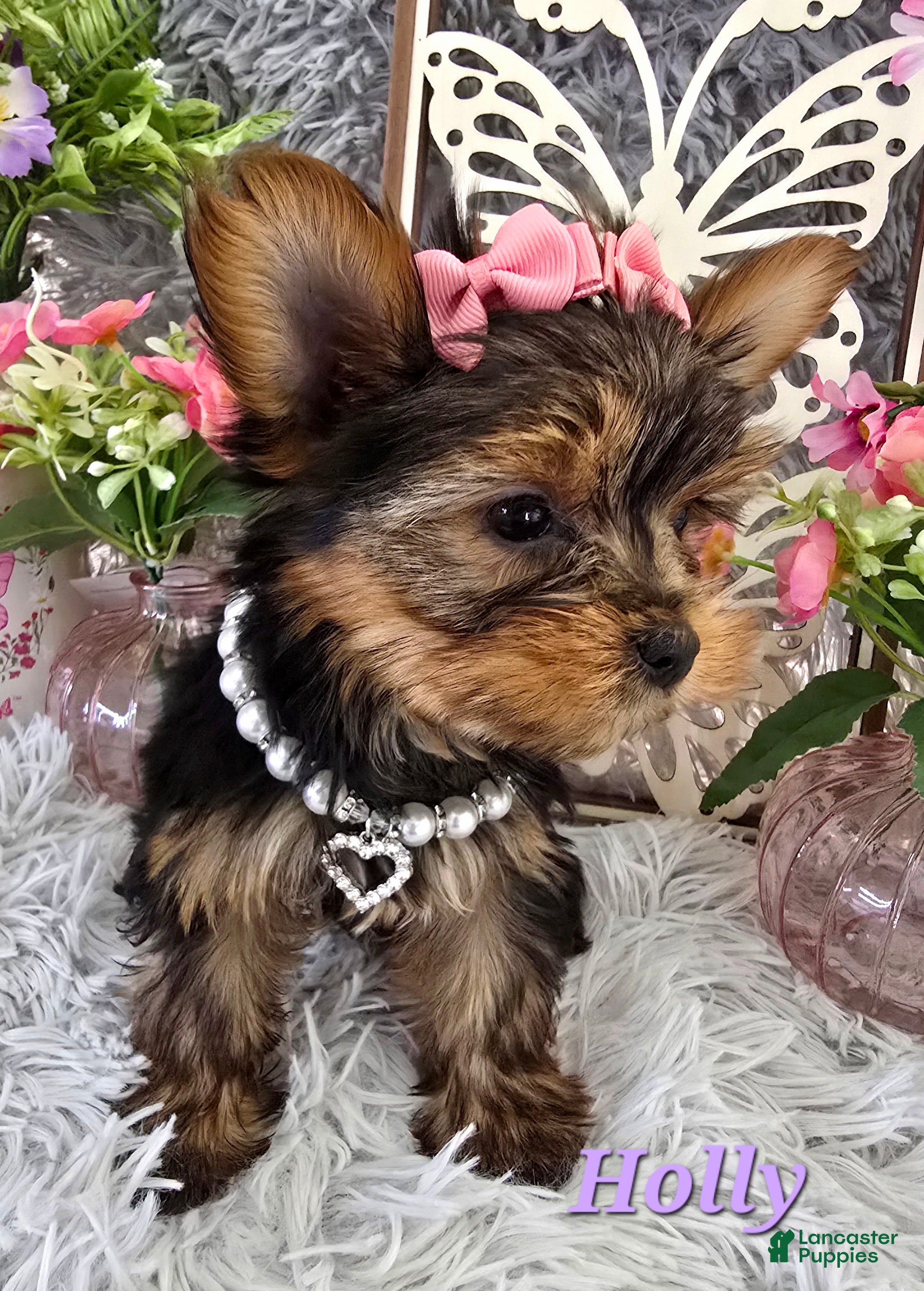 Yorkshire Terrier dogs Holly - Ad 15
