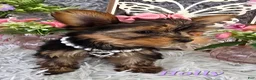 Yorkshire Terrier dogs for sale: Holly - Ad 1