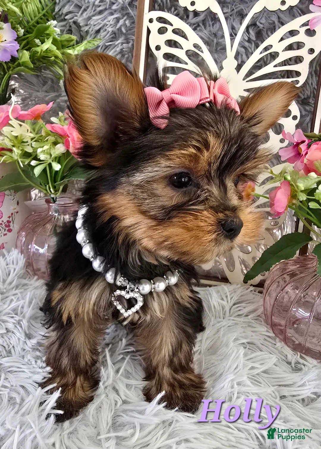 Yorkshire Terrier dogs for sale: Holly - Ad 1
