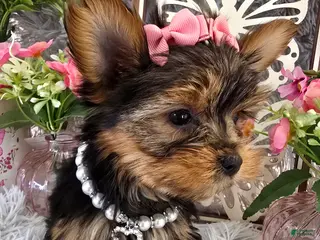 Yorkshire Terrier dogs Holly - Ad 9