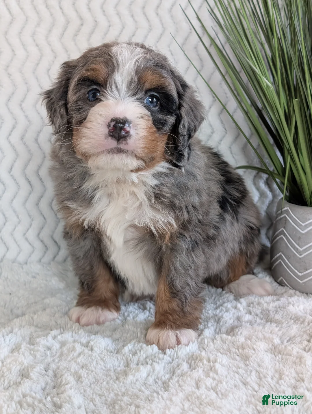 Mini Bernedoodle dogs for sale: Mini Nemo  - Ad 9