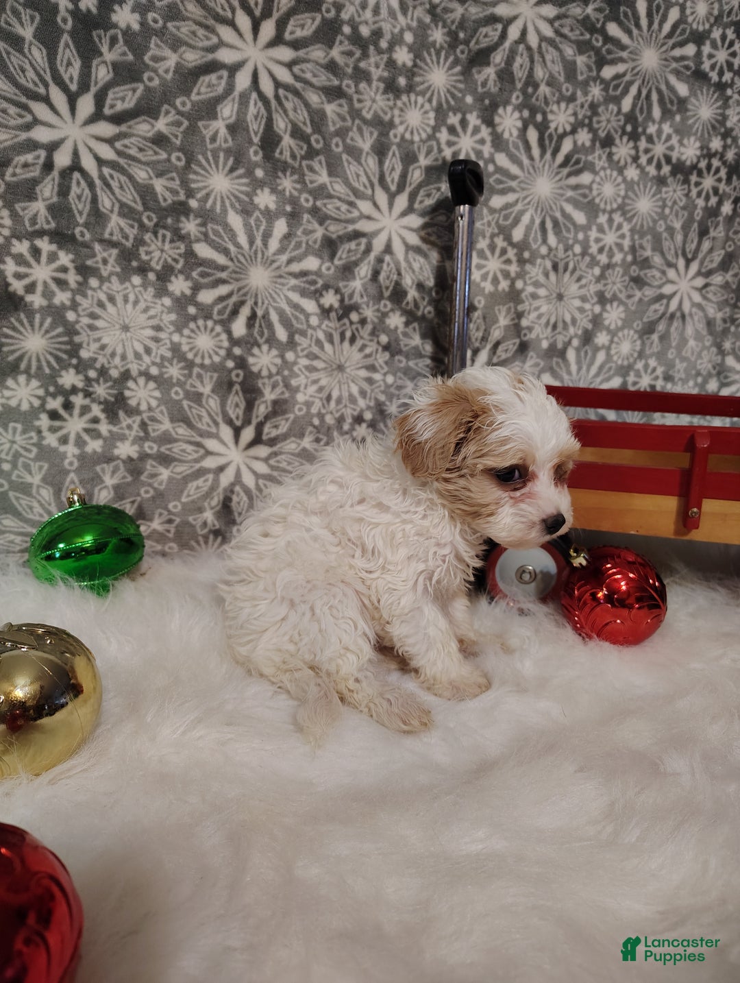Maltipoo dogs for sale: Leo - Ad 3