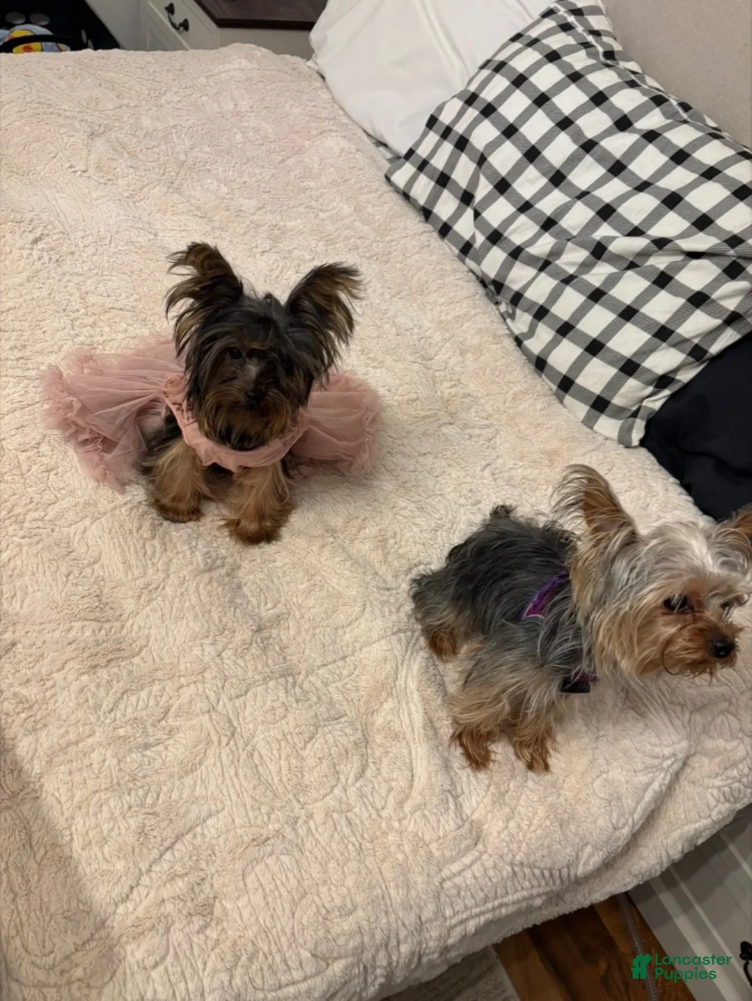 Yorkshire Terrier dogs for sale: Harper  - Ad 10