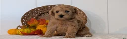 Schnoodle dogs for sale: Roxy - Ad 6