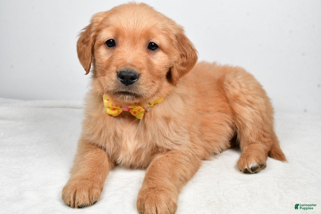 Golden Retriever dogs for sale: Kobe - Ad 2